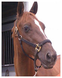Remington